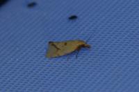 Agapeta hamana