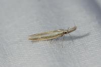 Pleurota aristella