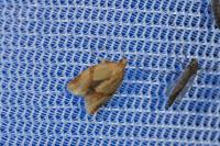 Clepsis consimilana