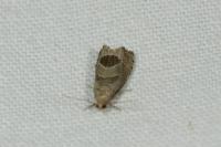 Notocelia uddmanniana