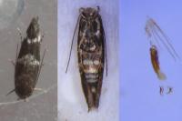 Mompha subbistrigella