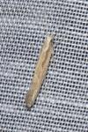 Plutella xylostella