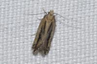 Mirificarma mulinella