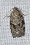 Dichelia histrionana
