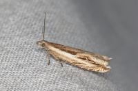Ancylis apicella
