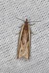 Ancylis apicella