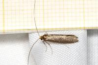Nematopogon adansoniella
