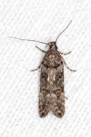 Teleiopsis diffinis
