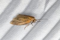 Clepsis unicolorana