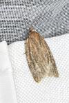 Clepsis unicolorana
