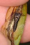 Clepsis unicolorana