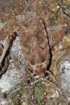 Agonopterix heracliana