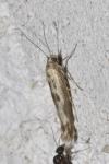 Scythris limbella