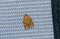 Clepsis consimilana