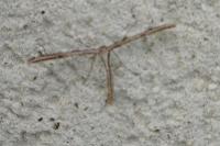Emmelina monodactyla