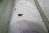 Ptycholoma lecheana