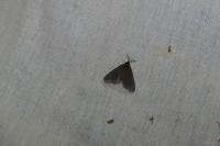 Sterrhopterix fusca