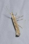 Plutella xylostella