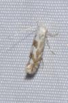 Phyllonorycter