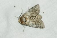 Cossus cossus
