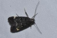 Dichomeris alacella
