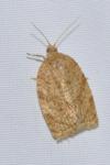 Adoxophyes orana