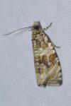 Celypha lacunana