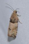 Gypsonoma aceriana