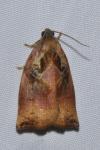Archips podana