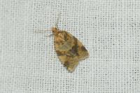 Epagoge grotiana