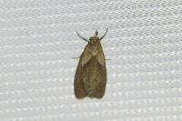 Phtheochroa inopiana