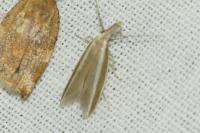 Pleurota aristella