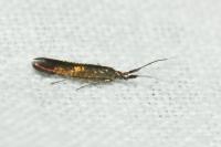 Coleophora