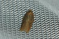 Acleris