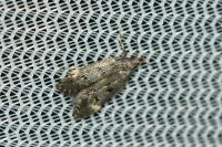 Dichomeris alacella