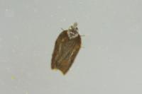 Acleris