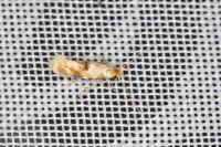 Bucculatrix ulmella