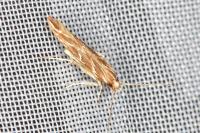 Pyroderces argyrogrammos
