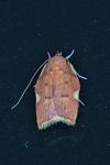 Carcina quercana