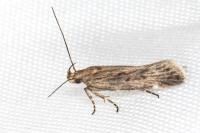 Aroga velocella