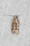 Altenia scriptella