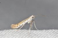Aspilapteryx tringipennella