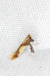 Caloptilia alchimiella