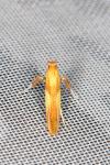 Caloptilia robustella