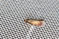 Stigmella