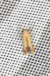 Coptotriche marginea