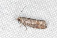 Clavigesta