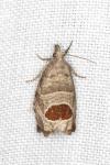 Notocelia uddmanniana