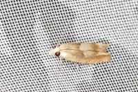 Eucosma conterminana