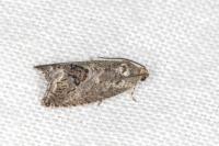 Cydia splendana